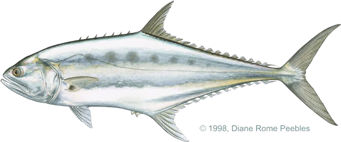 And / Scomberoides Lysan - Spotted Leather Skin Fish (720x334), Png Download