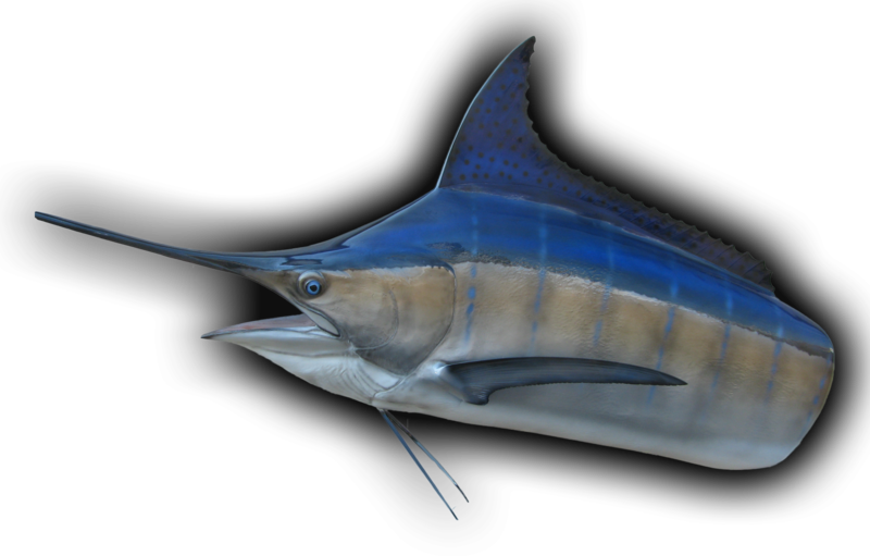 Marlin, Head Mount Fish Mount - Atlantic Blue Marlin (800x511), Png Download