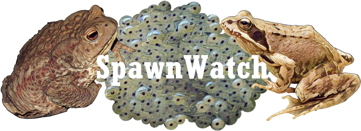 Spawnwatch 2018 - Oak Toad (1200x466), Png Download