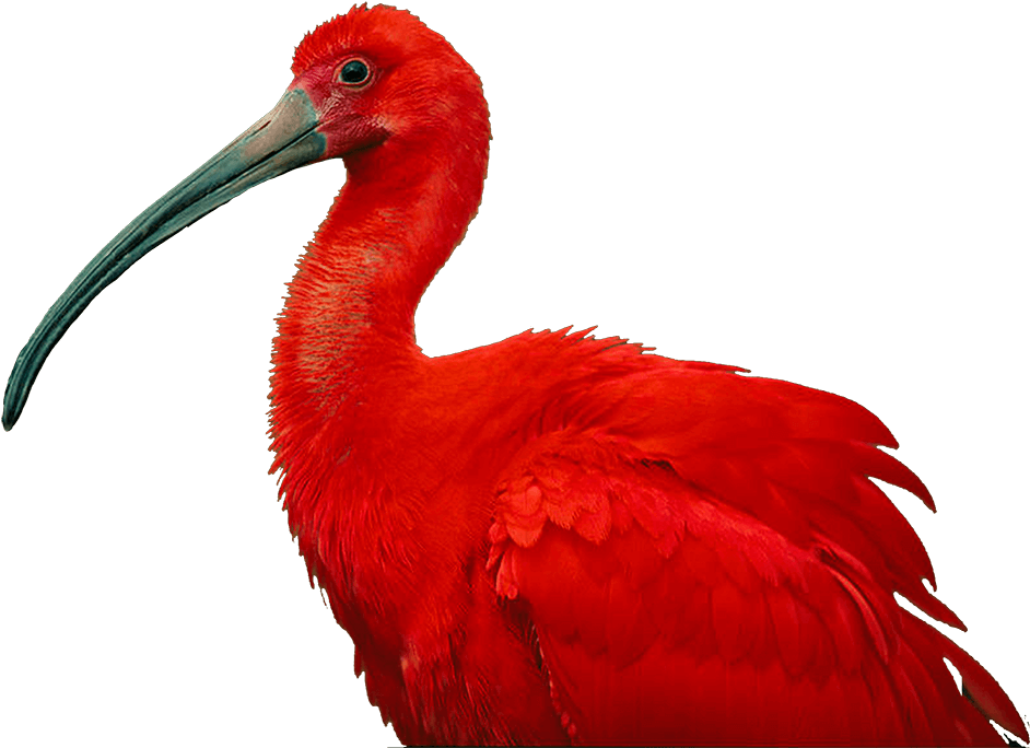 The National Birds Of Trinidad & Tobago - Scarlet Ibis Of Trinidad And Tobago (1000x709), Png Download