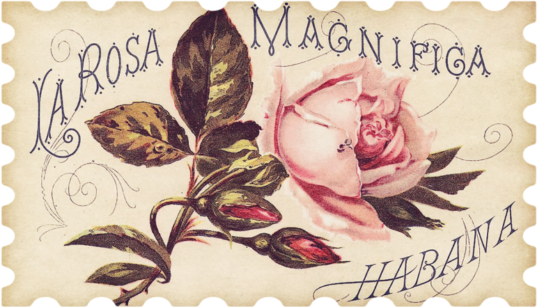 Children And Flowers - Pink Rose Antique Label Magnets (800x458), Png Download