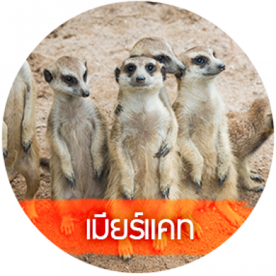 Meerkat (400x400), Png Download