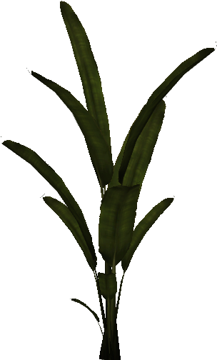 Palm Plant - Houseplant (510x510), Png Download
