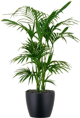 Download Hd Low Light Interior Palm Plant Kentia Kentia Palm White Pot Transparent Png Image Nicepng Com