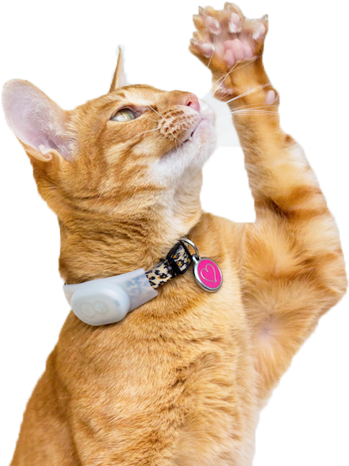 Red Dingo - Pet Tags - Red Dingo Cat Tag (496x652), Png Download