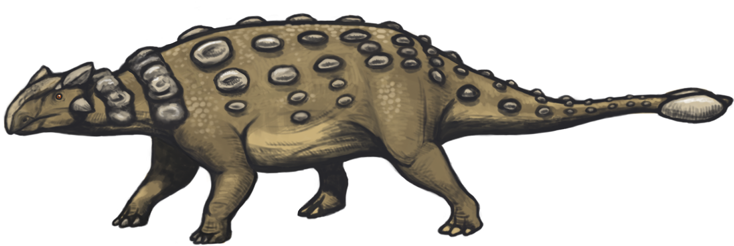 10 Facts About Ankylosaurus - Ankylosaurus Tail (640x386), Png Download