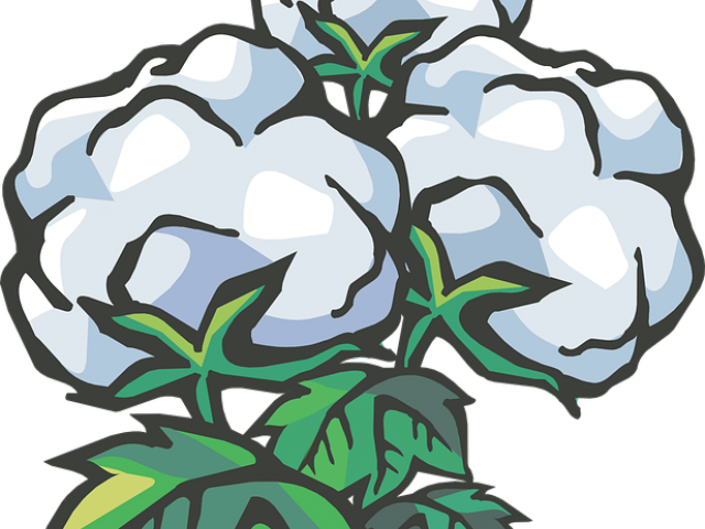 Cotton Clipart Cotton Ball - Cotton (640x480), Png Download