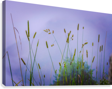 Espigas Art - Grass (429x342), Png Download