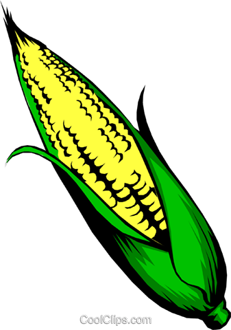 Milho Em Espiga Livre De Direitos Vetores Clip Art - Illustration (337x480), Png Download