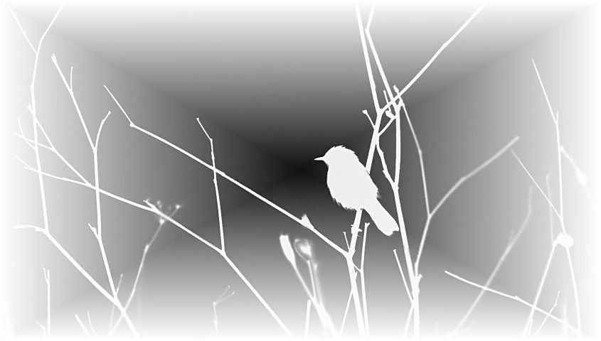 Pajaritopb9 - Northern Grey Shrike (845x480), Png Download