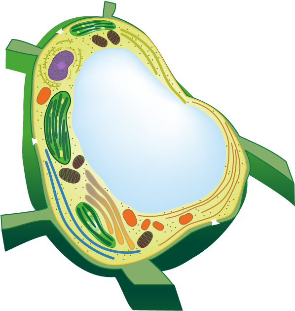 Plant Cell Vacuole Transparent (605x636), Png Download