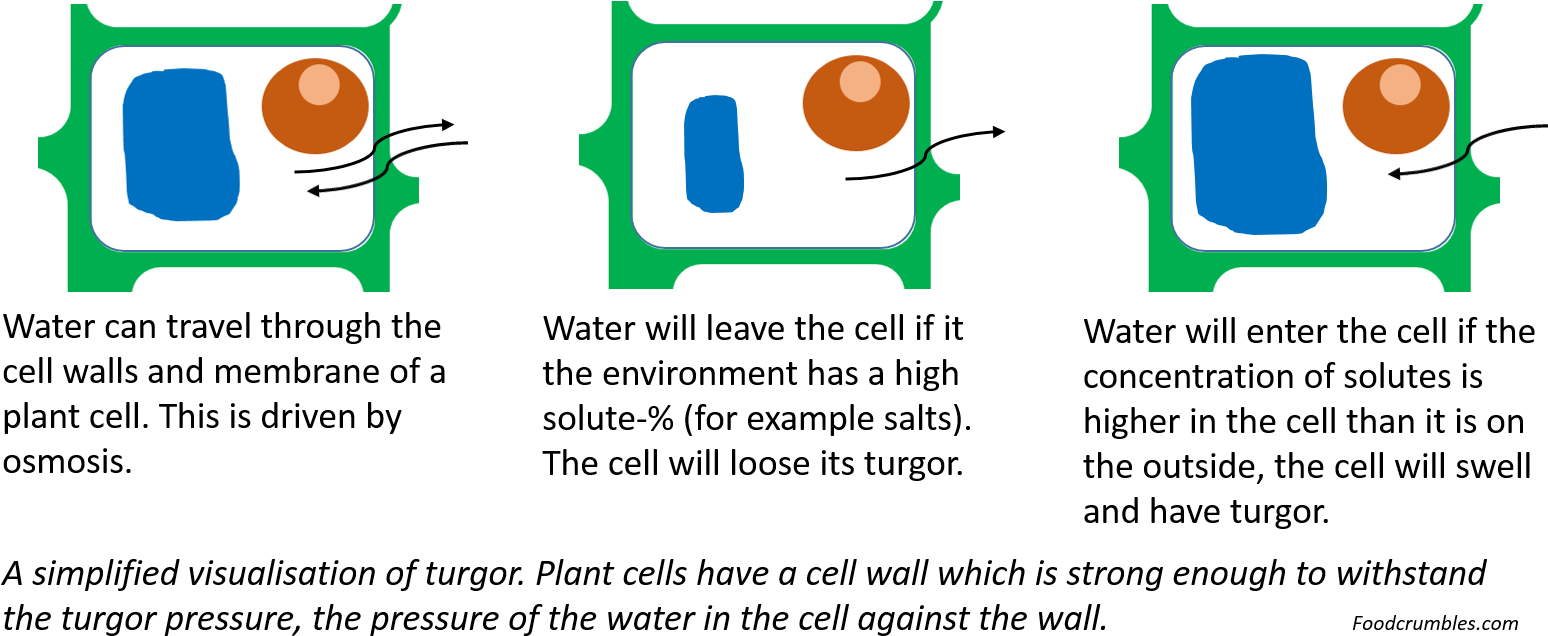 Plant Cell Turgor - Plant Turgor Pressure (1589x662), Png Download