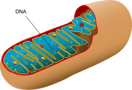 Cytoplasm - Animal Cell Mitochondria (460x314), Png Download