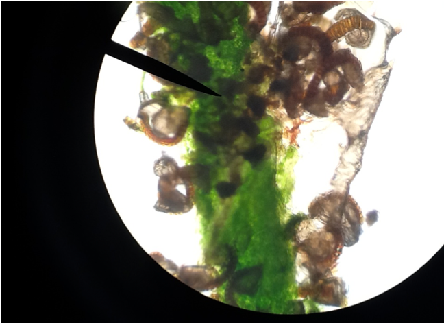 Biology Plant Cells - Sannakji (984x470), Png Download