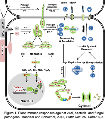 Plant Immune System - Plant Immune Response Sar (358x400), Png Download