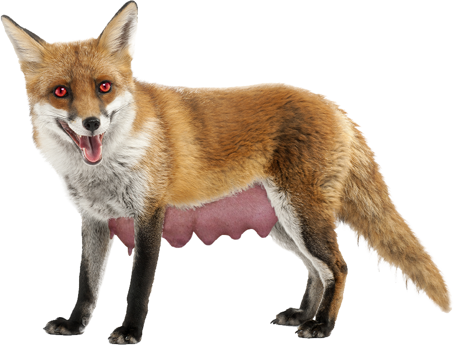 Long Nippled Fox (915x693), Png Download