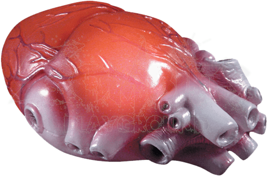 Color Changing Realistic Heart - Parts Of Body (550x550), Png Download