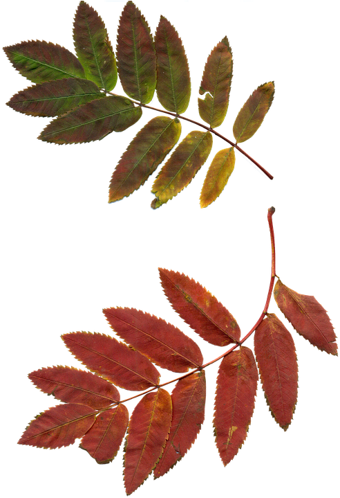 Leaves, Autumn Leaves, Rowan, Clipart, Nature, Plant - Sprig Of Rowan (503x720), Png Download