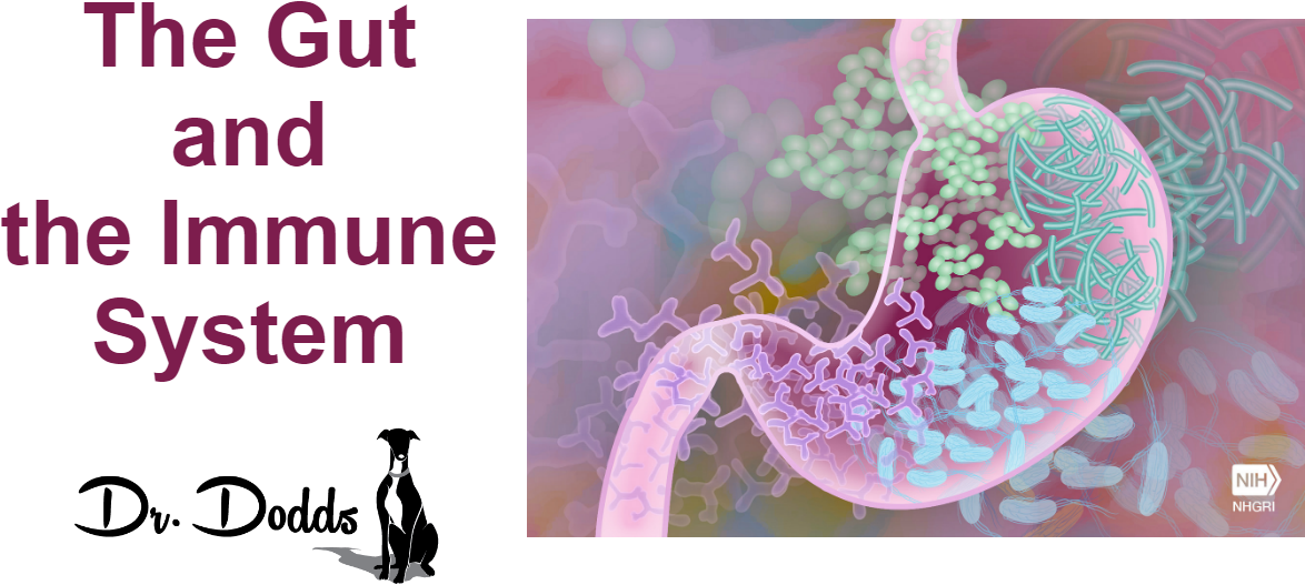 The Interaction Between The Gut And The Immune System - Aging Liver Gut Microbiota (1200x628), Png Download