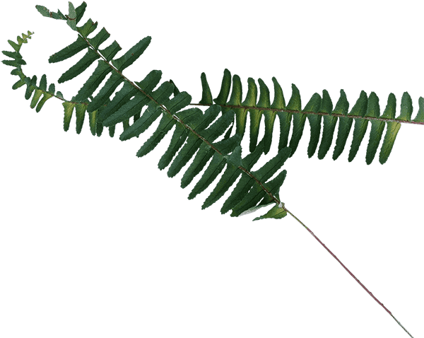 Memphis (600x478), Png Download