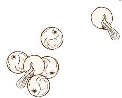 The Buried, Fertilized Eggs Develop And Undergo A Metamorphosis - Fish Egg Sketch (400x330), Png Download