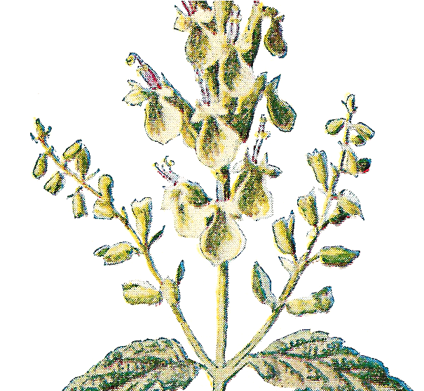 Clipart Resolution 1060*556 - Rustic Flower Png (1060x556), Png Download