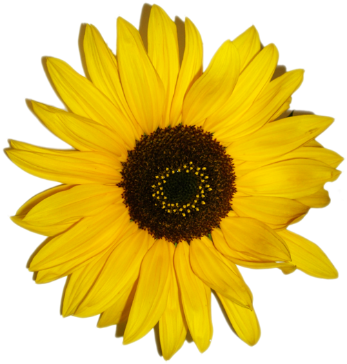 Im Genes Predise Adas De Girasol Im Genes Predise Adas - Paper Sunflower (600x600), Png Download