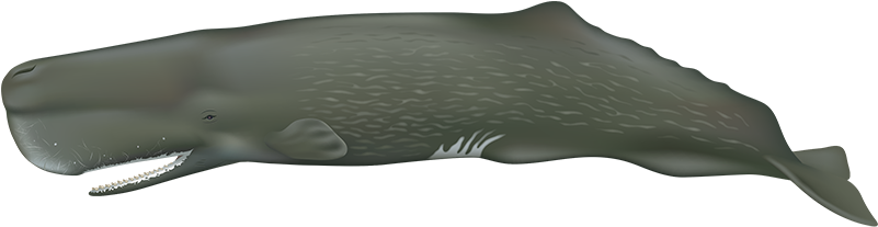 Sperm Whale - Sperm Whale No Background (800x346), Png Download