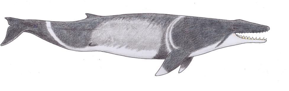 Where Filter Feeding Started By Https - Whales (1024x414), Png Download