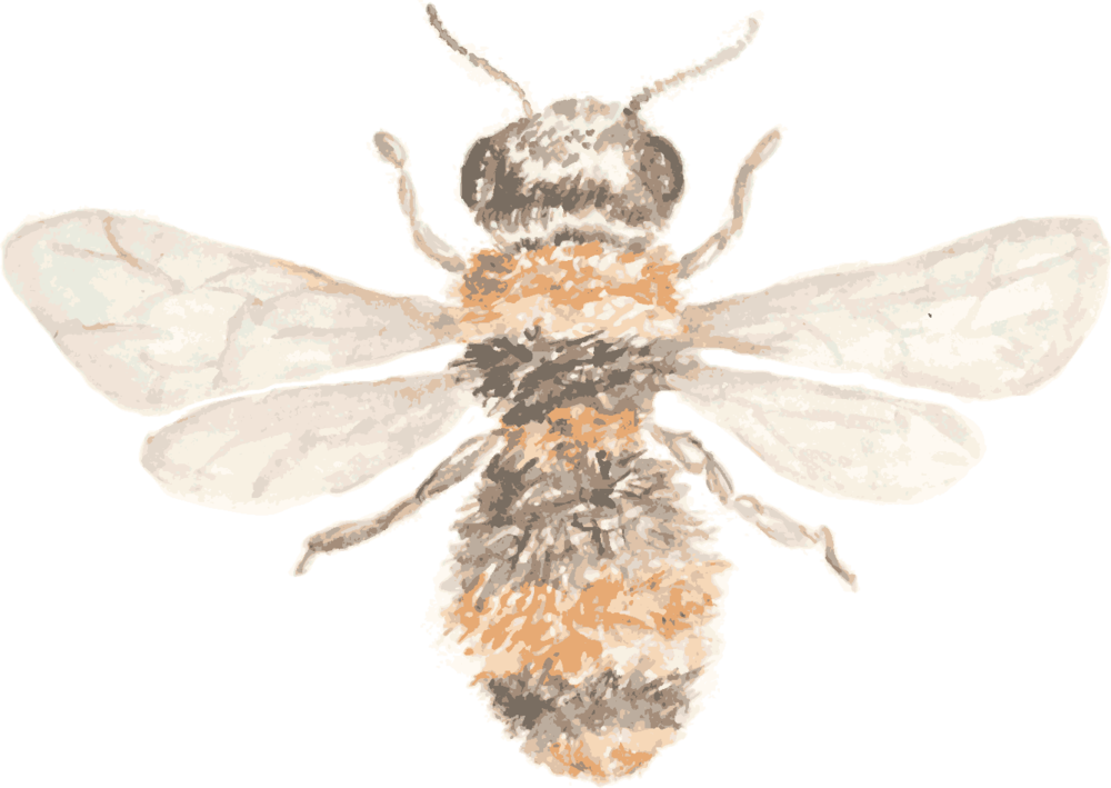 Hb Beeicon (1000x709), Png Download