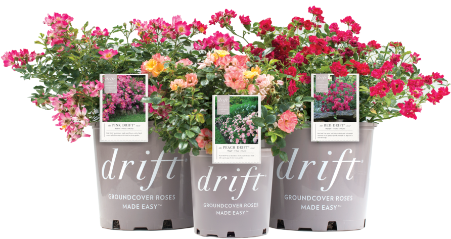 Driftpots Tags Isolated - Flower (1000x621), Png Download