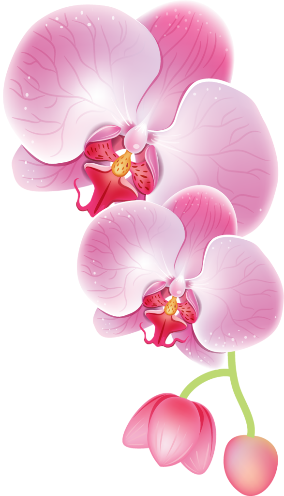 Orchid Drawing - Orchid Drawing .png (587x1024), Png Download