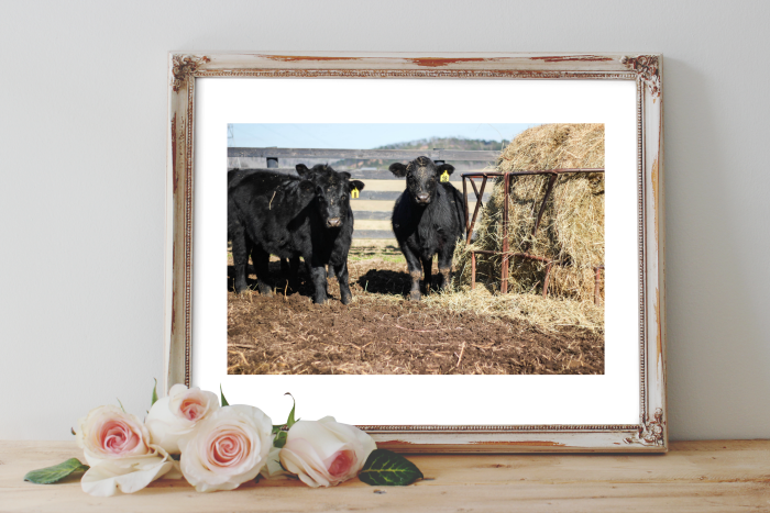 Cow Art Print - Watercolor Painting (700x467), Png Download