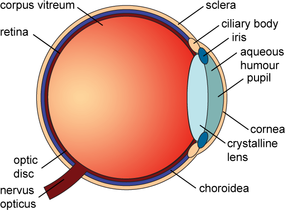 Eye Diagram - Health (600x452), Png Download