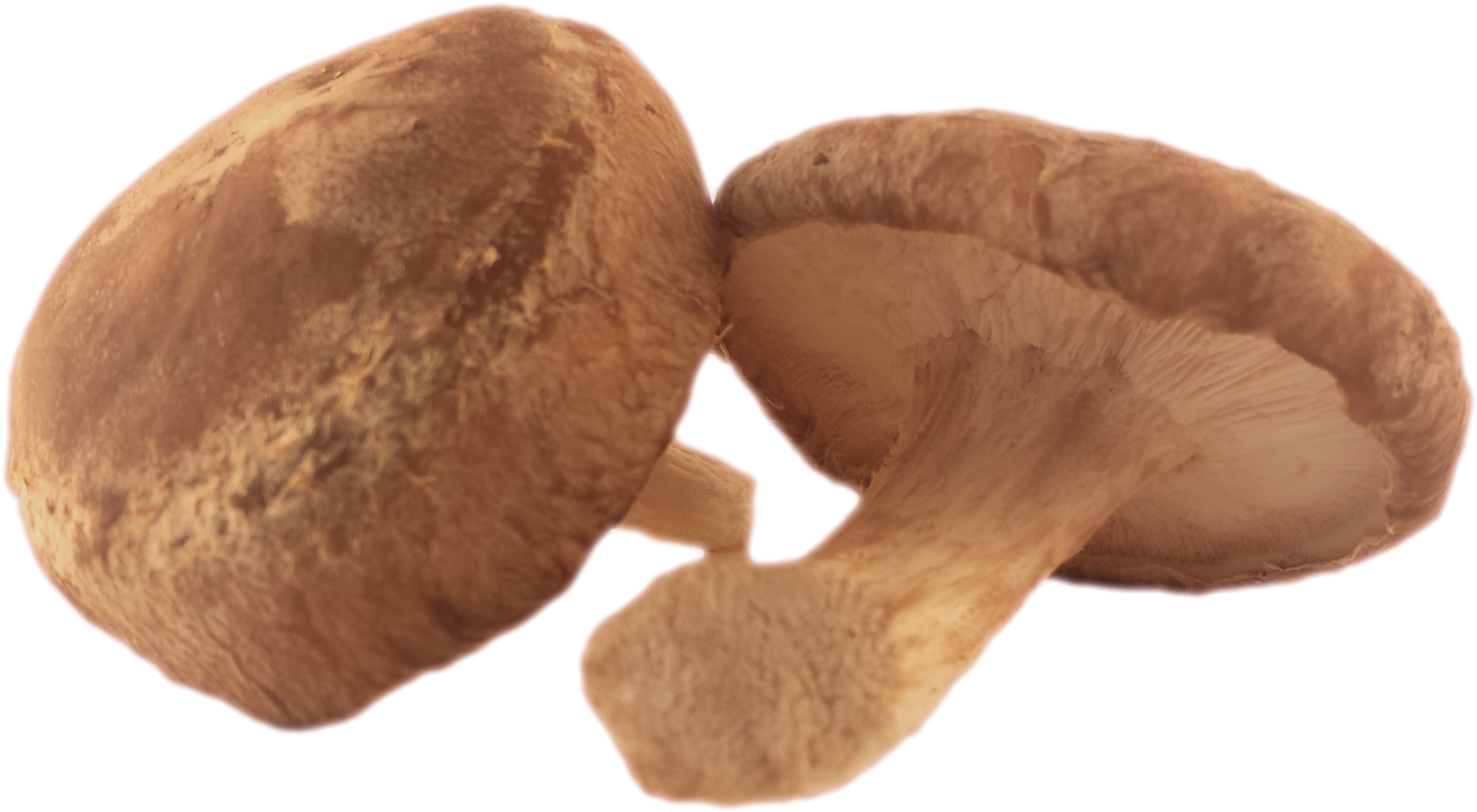 Fresh Organic Shiitake - Shiitake (4128x2241), Png Download