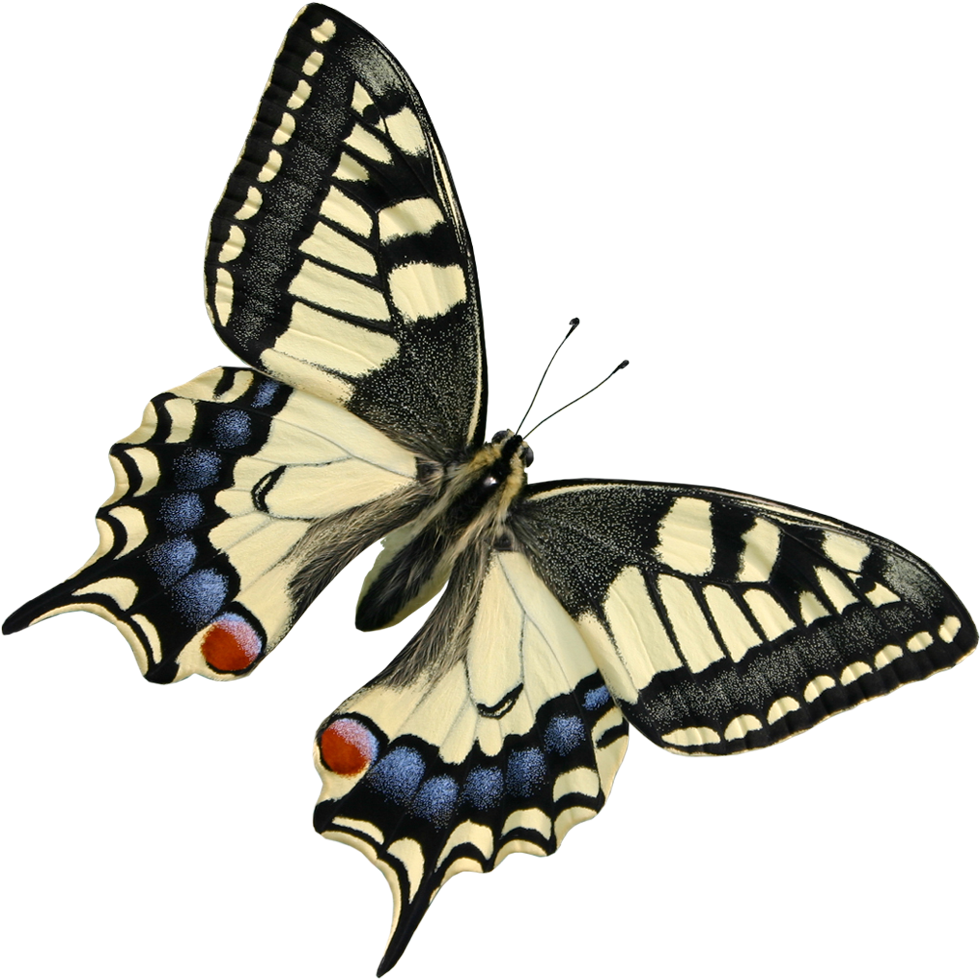 Watercolor Butterfly Png Download - Beautiful Butterflies Transparent Background (1000x1000), Png Download
