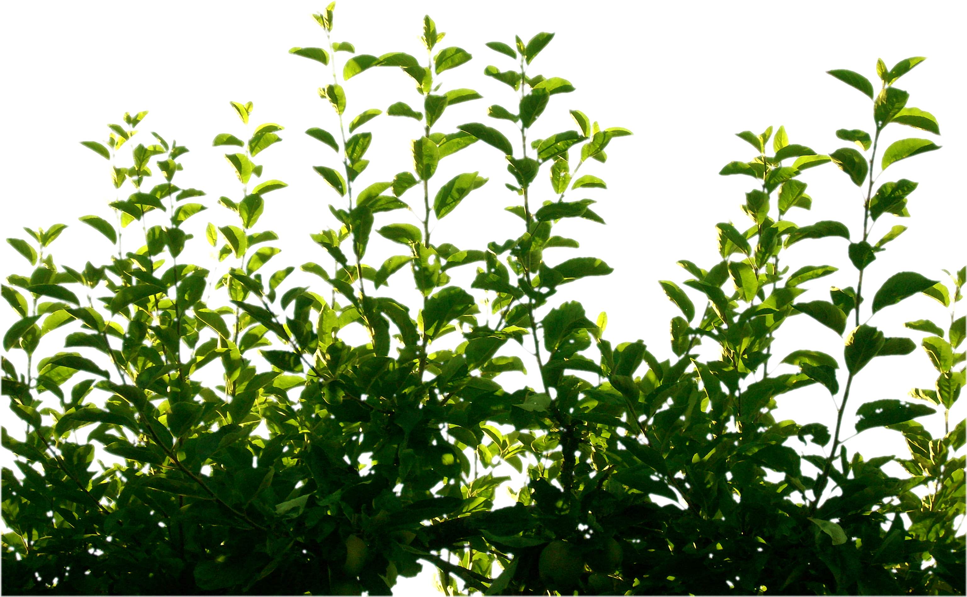 Green Leaf Png Pic - Green Leaf By Cindysart Stock (800x600), Png Download
