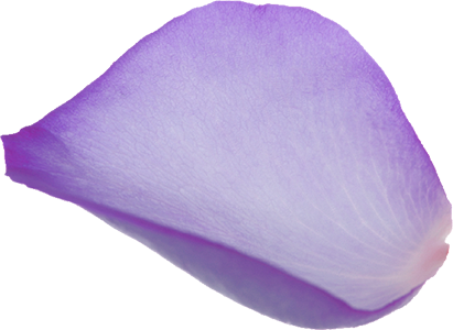 Purple Rose Petals Png - Beauty Bazaar, Harvey Nichols (411x300), Png Download
