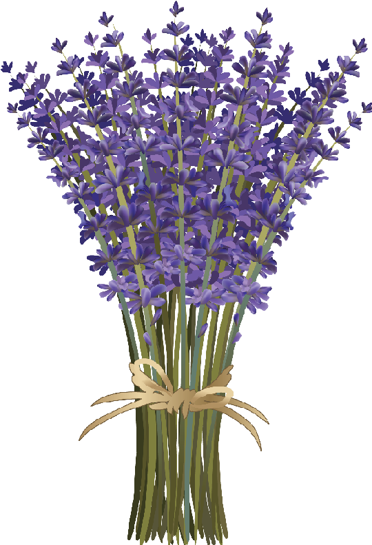 Flores Png - Lavender Clipart (388x576), Png Download