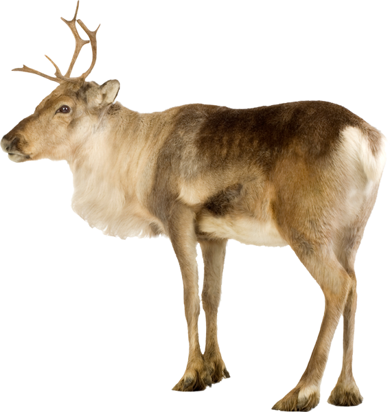 Reindeer - Северный Олень На Белом Фоне (568x600), Png Download