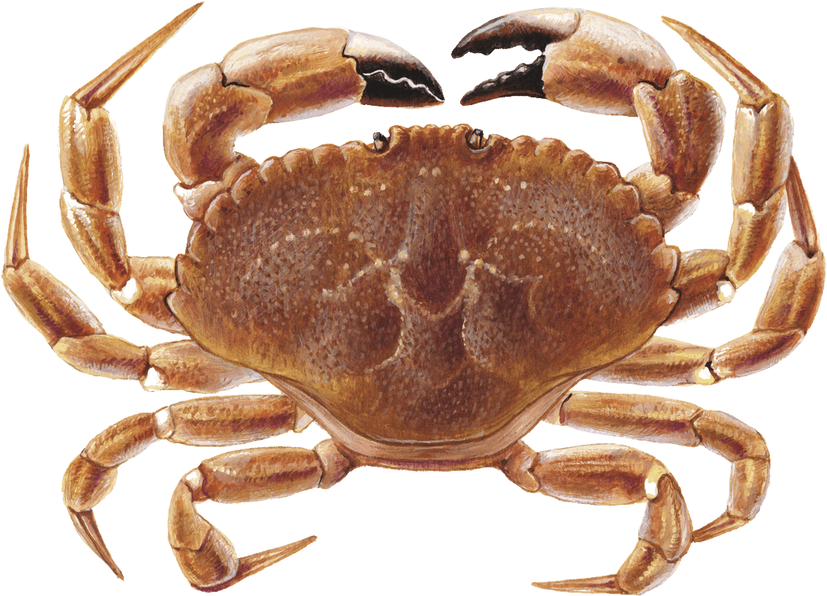 Jonah Crab (412x300), Png Download