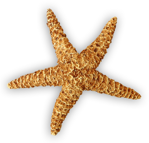 Pink Starfish Png Download - Realistic Starfish Clip Art (478x468), Png Download