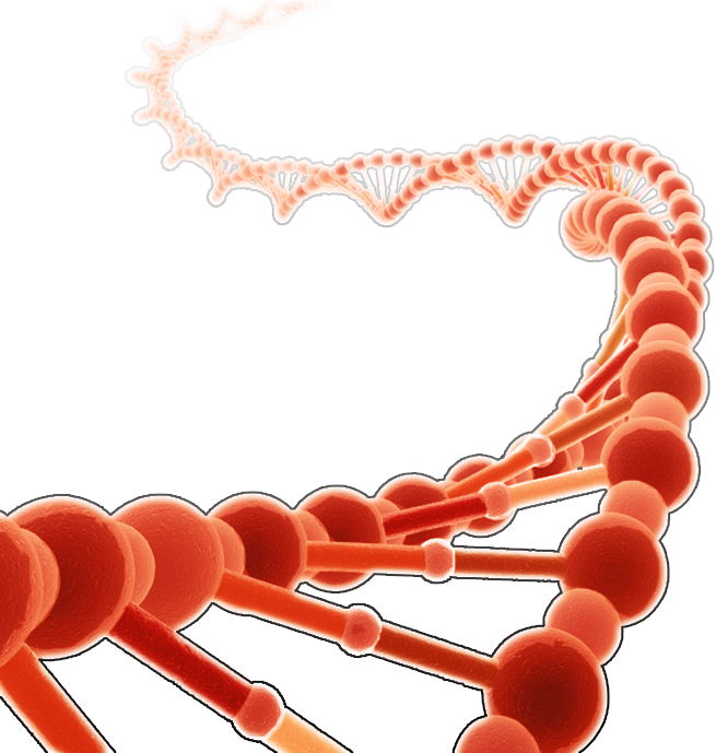 Dna Clipart Red - Brin D Adn Png (655x689), Png Download