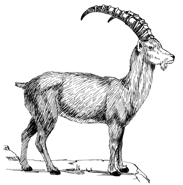 Goat 1 - Ibex Png (589x600), Png Download