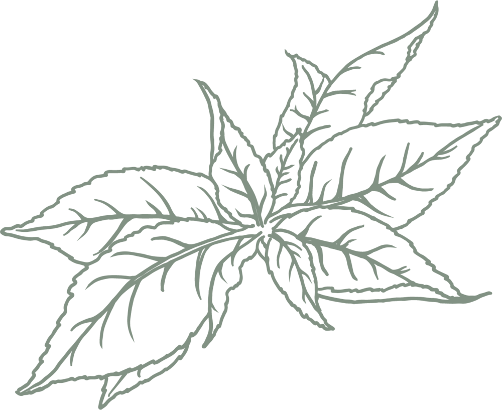 Green Tea - Hedychium Coronarium (1000x817), Png Download