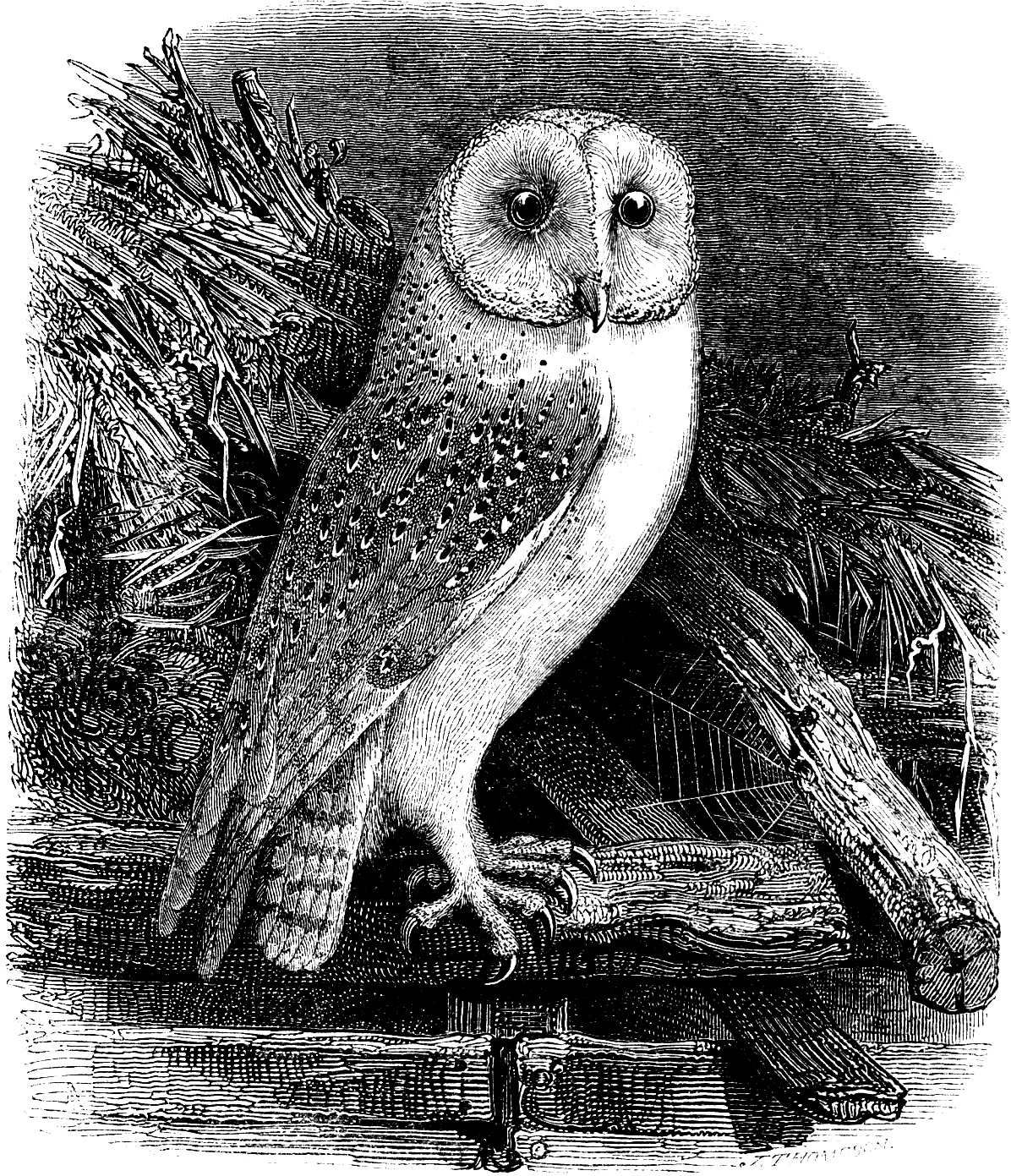 Owl Clip Art - Thank You School Principal For Being So Wise Card (1196x1391), Png Download