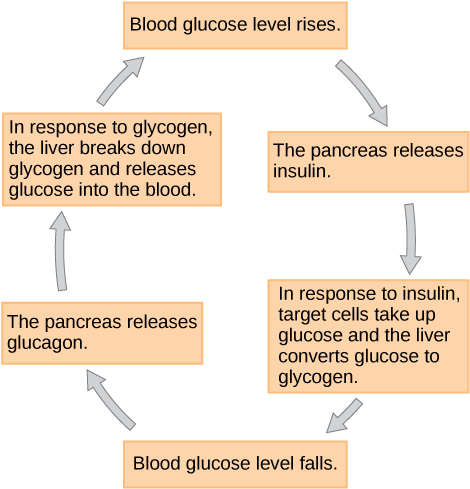 When Blood Glucose Levels Fall, The Pancreas Secretes - Feedback Loop Of Blood Glucose Control (469x497), Png Download