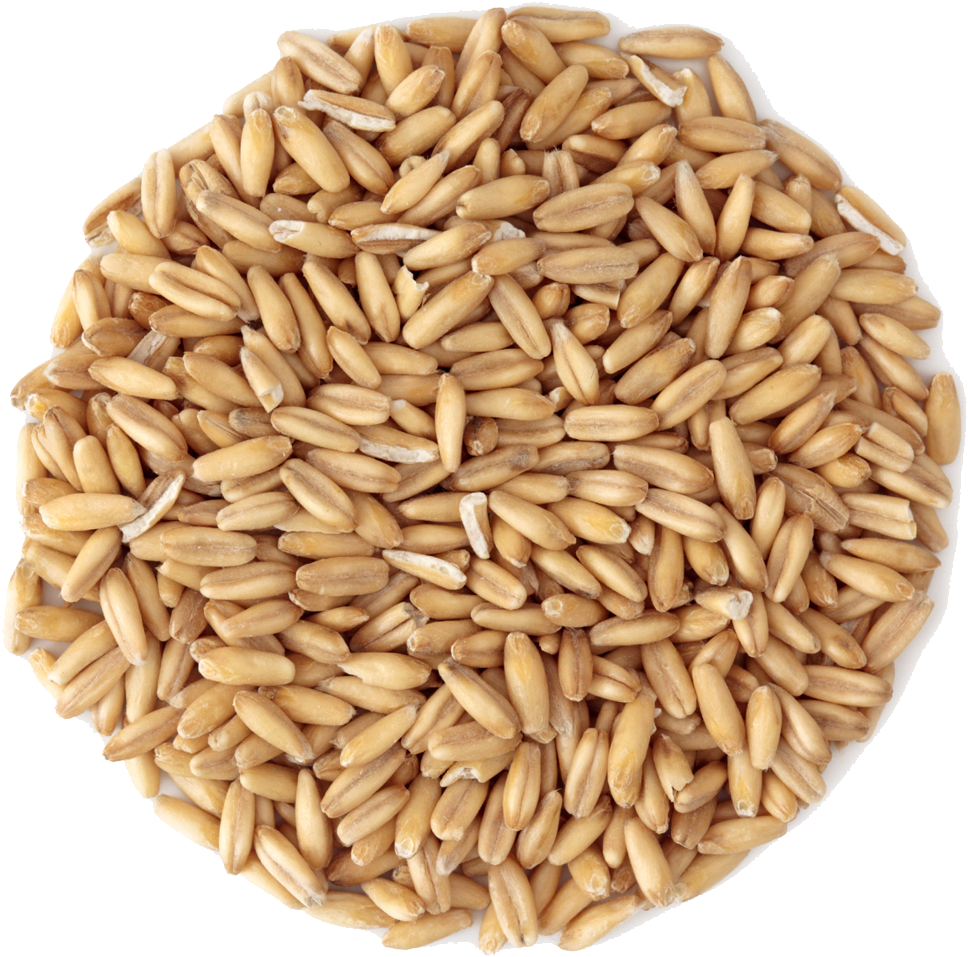 Small Pile Of Grain - Oats Grain Png (1019x1052), Png Download