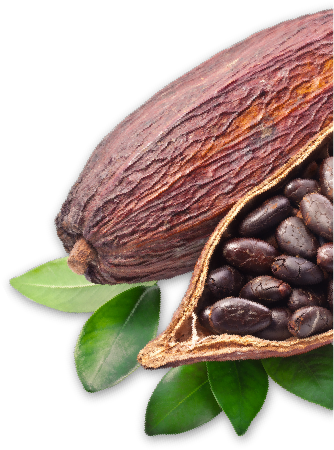 Cacaonibs Png (522x484), Png Download