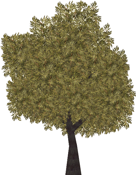 Jarrah Tree - Plane (613x613), Png Download